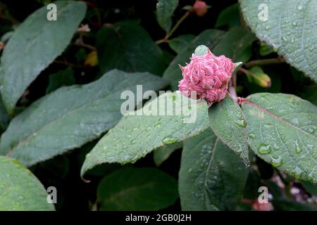 Hortensia aspera BOURGEONS floraux ‘Macrophylla’ SEULEMENT hortensia scabre à grands feuilles – bouquet de bourgeons floraux rose foncé et grandes feuilles d’ovales, juin, Royaume-Uni Banque D'Images