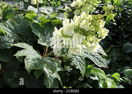 Hydrangea quercifolia «Reine du vent» feuilles de chêne Hydrangea Snow Queen – panicules droits de fleurs de crème simples et de feuilles en forme de feuille de oakleaf, juin, Royaume-Uni Banque D'Images