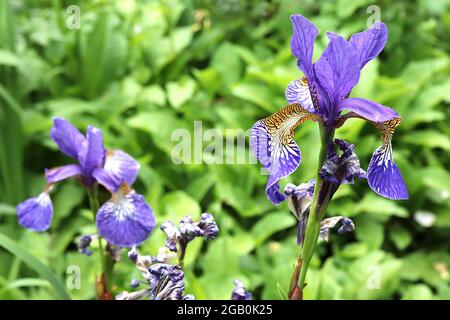 Iris sibirica ‘nuit tropique’ (SIB) iris sibérien nuit tropique – chutes pourpres, base veinée, crêtes violettes, normes violettes, juin, Angleterre, Royaume-Uni Banque D'Images