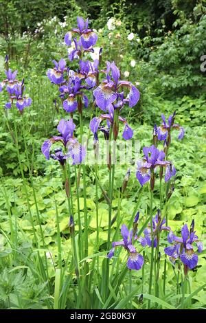 Iris sibirica ‘nuit tropique’ (SIB) iris sibérien nuit tropique – chutes pourpres, base veinée, crêtes violettes, normes violettes, juin, Angleterre, Royaume-Uni Banque D'Images