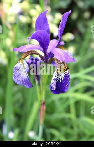 Iris sibirica ‘nuit tropique’ (SIB) iris sibérien nuit tropique – chutes pourpres, base veinée, crêtes violettes, normes violettes, juin, Angleterre, Royaume-Uni Banque D'Images