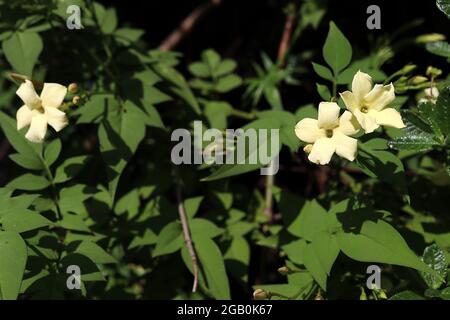 Jasminum officinale «crème caillée» Jasminum crème caillée – fleurs crème en forme d'étoile et feuilles de pinnées mi-vertes, juin, Angleterre, Royaume-Uni Banque D'Images