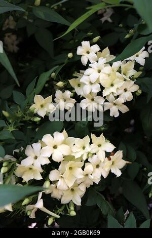 Jasminum officinale «crème caillée» Jasminum crème caillée – fleurs crème en forme d'étoile et feuilles de pinnées mi-vertes, juin, Angleterre, Royaume-Uni Banque D'Images