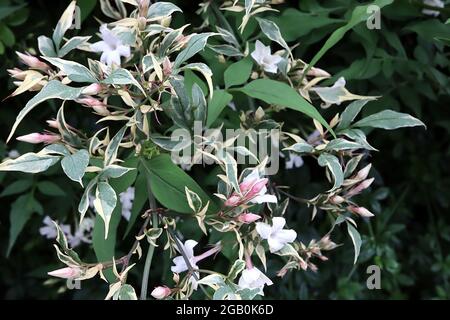 Jasminum officinalis ‘Variegatum’ Jasmine Argenteovariegatum – fleurs blanches en forme d’étoile et feuilles variégées, juin, Angleterre, Royaume-Uni Banque D'Images