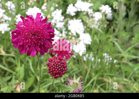 Knautia macedonica « Chevalier rouge » macédonien scabious Chevalier rouge – fleurs rouges cramoisi avec centre de rayons pinmacetoncoussin, juin, Angleterre, Royaume-Uni Banque D'Images