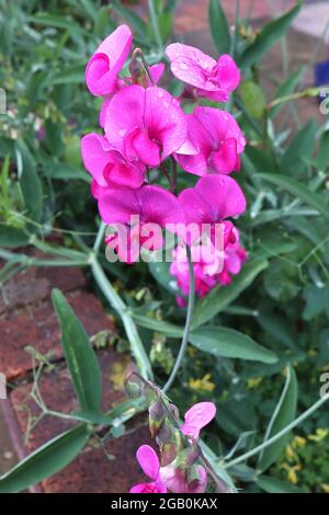 Lathyrus odoratus pois doux - rose foncé standard et quille, rouge, juin, Angleterre, Royaume-Uni Banque D'Images