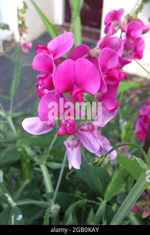 Lathyrus odoratus pois doux - rose foncé standard et quille, rouge, juin, Angleterre, Royaume-Uni Banque D'Images