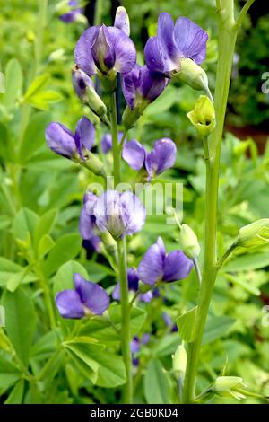 Lathyrus odoratus «Flora Norton» pois doux – norme pourpre avec tache blanche, quille pourpre foncé, juin, Angleterre, Royaume-Uni Banque D'Images