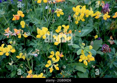 Huile de pied pour oiseaux de Lotus corniculatus – fleurs de type pois jaune doré et boutons de fleurs d'orange rouge, feuilles de pinnée courtes sur tiges courtes, juin, Angleterre Banque D'Images