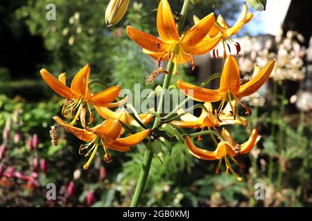 Lilium martagon hansonii Martagon lys hansonii – fleurs jaunes orange pendantes en forme d'entonnoir avec des taches rouges et des pétales récurvés, juin, Angleterre, Royaume-Uni Banque D'Images