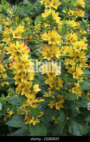 Lysimachia punctata large jaune loestrife – ratons laveurs droits de fleurs jaunes en forme de bol avec pétales pointus, juin, Angleterre, Royaume-Uni Banque D'Images