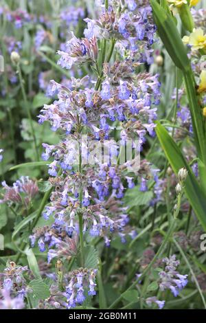 Nepeta fassennii ‘Giant de six Hills Giant – pointes de fleurs à deux lèvres bleu lavande, juin, Angleterre, Royaume-Uni Banque D'Images