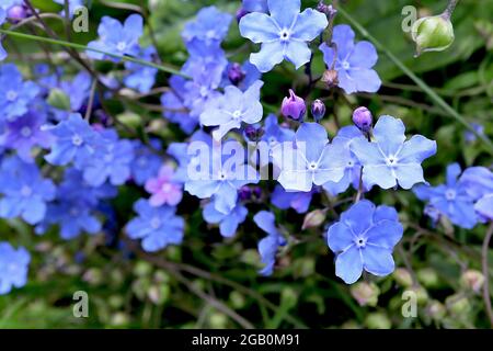 Omphalodes cappadocica ‘Cherry Ingram’ Cappadocian navelwort Cherry Ingram – fleurs bleu vif avec lignes radiales blanches, juin, Angleterre, Royaume-Uni Banque D'Images