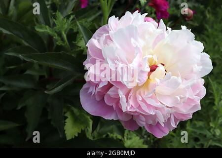 Paeonia Peaches and Cream Peaches and Cream – fleurs entièrement doubles avec pétales inférieurs rose pâle et pétales supérieurs blancs, juin, Royaume-Uni Banque D'Images