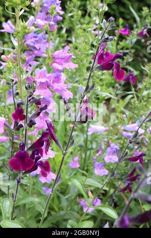 Penstemon heterophyllus «Heavenly Blue» BeardTongue Heavenly Blue Salvia guarantica Purple Majesty, juin, Angleterre, Royaume-Uni Banque D'Images