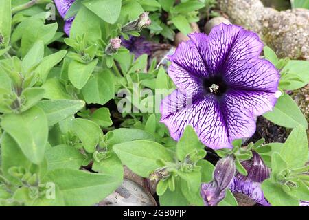Pétunia ‘Ray Purple Vein’ fleurs en forme d’entonnoir violet pâle à nervures violet foncé, juin, Angleterre, Royaume-Uni Banque D'Images
