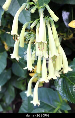 Phygelius x rectus ‘Moonrake’ cape fighort Moonrake - panicules de longues fleurs tubulaires jaune vert pâle, juin, Angleterre, Royaume-Uni Banque D'Images