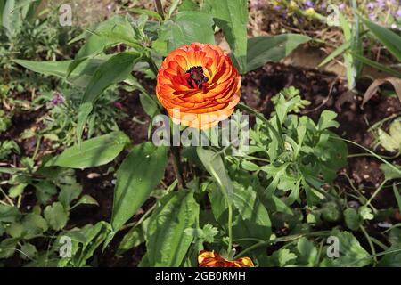 Ranunculus asiticus ‘Aviv Picotee café’ perse buttercup Picotee café – pétales à plusieurs couches de jaune profond, de marges rouges et de dos pétale rouge, juin, Banque D'Images