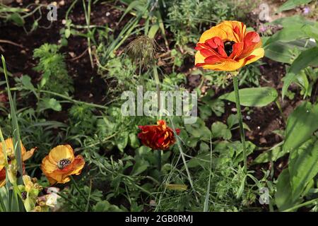 Ranunculus asiticus ‘Aviv Picotee café’ perse buttercup Picotee café – pétales à plusieurs couches de jaune profond, de marges rouges et de dos pétale rouge, juin, Banque D'Images