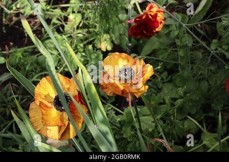 Ranunculus asiticus ‘Aviv Picotee café’ perse buttercup Picotee café – pétales à plusieurs couches de jaune profond, de marges rouges et de dos pétale rouge, juin, Banque D'Images