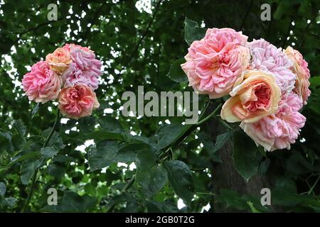 Rosa Alchemist (rose grimpant) rose Alchemist – grappes de fleurs entièrement doubles de pêche, roses et jaunes, juin, Angleterre, Royaume-Uni Banque D'Images
