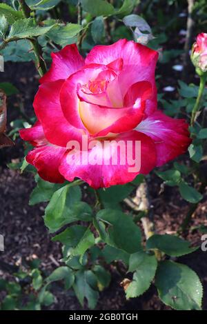 Rosa ‘Double Delight’ (rose à thé hybride) rose Double Delight – crème double fortement parfumée et fleurs rouges cramoisi, juin, Angleterre, Royaume-Uni Banque D'Images