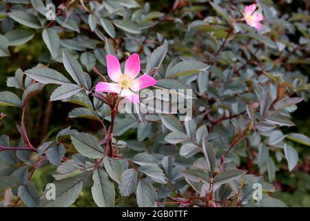Rosa glauca (espèce rose) rose à feuilles rouges – petites fleurs simples roses profondes avec centre blanc et feuilles vertes grises, juin, Angleterre, Royaume-Uni Banque D'Images