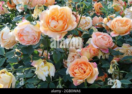 Rosa «Lady of Shalott» (rose arbustive) rose Dame de Shalott – grappes de fleurs d'orange abricot doubles, juin, Angleterre, Royaume-Uni Banque D'Images