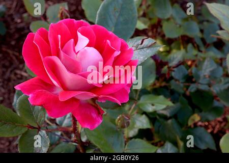Rosa ‘Take it Easy’ (rose arbuste) rose Prenez-le facilement – doubles fleurs rouges écarlate avec dos pétale rose pâle, juin, Angleterre, Royaume-Uni Banque D'Images