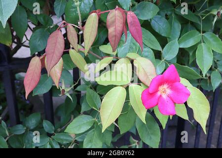 Rosa x odorata ‘cramoisi Bengale’ (CH) Rose cramoisi Bengale – fleurs simples rouges de cerise fortement parfumées et branches sans épine, juin, Angleterre, Royaume-Uni Banque D'Images