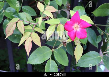 Rosa x odorata ‘cramoisi Bengale’ (CH) Rose cramoisi Bengale – fleurs simples rouges de cerise fortement parfumées et branches sans épine, juin, Angleterre, Royaume-Uni Banque D'Images