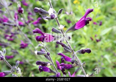 Salvia guarantica sauge « Purple Majesty » Purple Majesty – fleurs tubulaires violettes aux pointes pétale violettes, juin, Angleterre, Royaume-Uni Banque D'Images