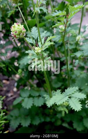 Sanguisorba officinalis Great burnett – bourgeons à fleurs rose foncé et feuilles vert foncé aux bords sertis, juin, Angleterre, Royaume-Uni Banque D'Images