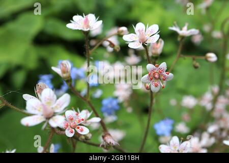 Saxifraga spathularis Saint Patrick chou - fleurs blanches aux pétales arrondis et taches arc-en-ciel, juin, Angleterre, Royaume-Uni Banque D'Images