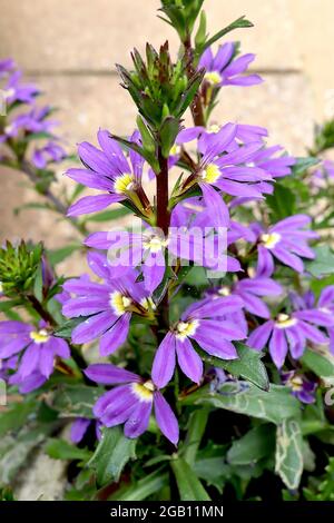 Scaevola Fan Fan Fan Fan Fan Fan Fan Fan – Half-Petmed Purple Faves and Lobed Leaves, juin, Angleterre, Royaume-Uni Banque D'Images