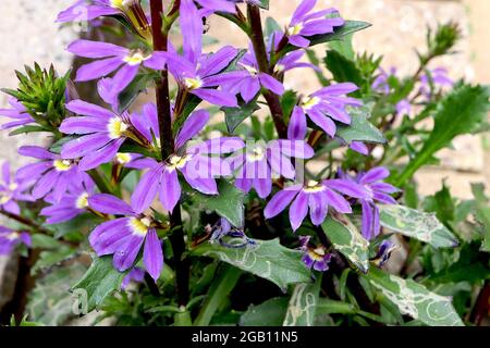 Scaevola Fan Fan Fan Fan Fan Fan Fan Fan – Half-Petmed Purple Faves and Lobed Leaves, juin, Angleterre, Royaume-Uni Banque D'Images