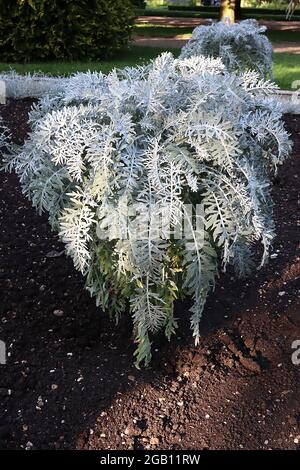 Senecio cineraria ‘Silver Dust’ Silver ragwort Silver Dust Jacobaea maritima Silver Dust – feuilles de gris laineux à motif complexe, juin, Angleterre, Banque D'Images