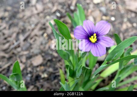 Sisyrinchium bellum « Rocky point » Idaho herbe à yeux bleus Rocky point – fleurs violettes avec halo violet et centre jaune, juin, Angleterre, Royaume-Uni Banque D'Images