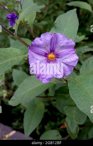 Pomme kangourou Solanum laciniatum – fleurs violettes avec nervures violettes en forme d'étoile et centre jaune, juin, Angleterre, Royaume-Uni Banque D'Images