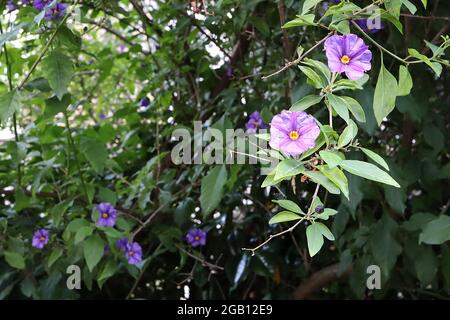 Pomme kangourou Solanum laciniatum – fleurs violettes avec nervures violettes en forme d'étoile et centre jaune, juin, Angleterre, Royaume-Uni Banque D'Images