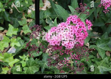 Spiraea japonica “artiste de jeu double” artiste japonais spiraea – grappes bombées de fleurs rose clair à rose foncé avec étamines allongées, juin, Angleterre, Royaume-Uni Banque D'Images