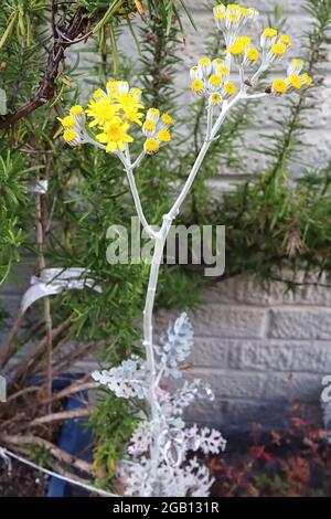 Tanaceum argenteum subsp canum fiverslow Canum – grappes de fleurs jaune vif et de feuilles et tiges grises argentées, juin, Angleterre, Royaume-Uni Banque D'Images