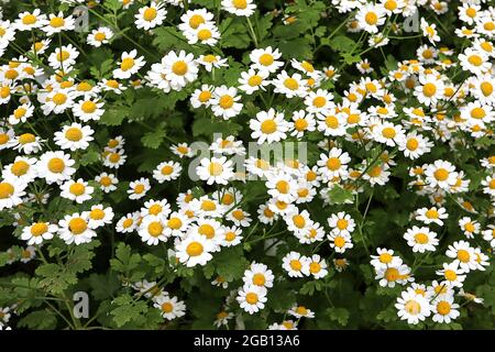 Tanaceum parthenium Feverhew – petites fleurs de type Marguerite avec des feuilles finement lobées sur de grandes tiges, juin, Angleterre, Royaume-Uni Banque D'Images