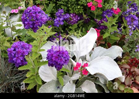 Verbena peruviana ‘EnduraScape pourpre foncé’ Peruvian simulable – grappes sphériques de petites fleurs de pourpre foncé, juin, Angleterre, Royaume-Uni Banque D'Images