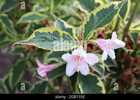 Weigela florida ‘Variegata’ fleurs roses Pale à dos pétale rose profond, feuillage variégé, juin, Angleterre, Royaume-Uni Banque D'Images