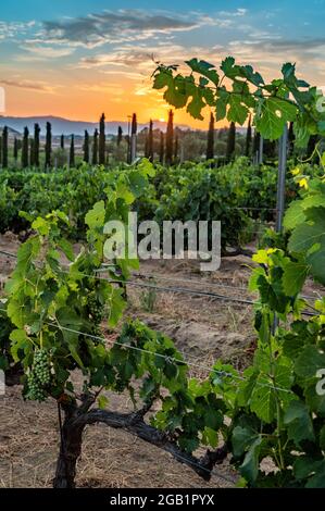 Belle cave de vinification à Temecula, Californie Banque D'Images