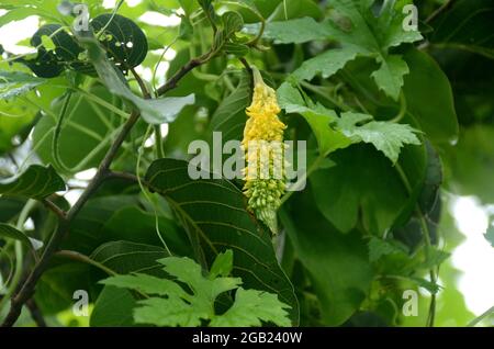 fermer la gourde verte mûre amère avec la vigne sur un fond vert brun hors foyer. Banque D'Images