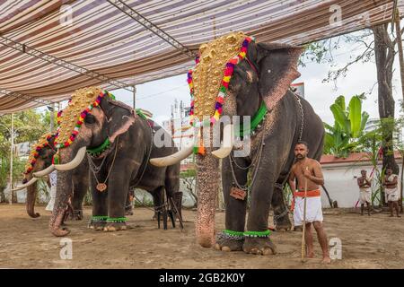 Les éléphants décorés participent à un festival annuel de temple au temple de Siva à Ernakulam, État du Kerala, Inde Banque D'Images