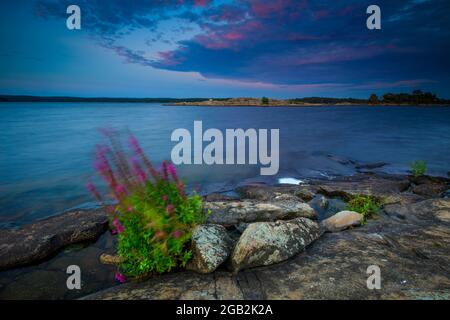 De belles fleurs pourpres, Lythrum salicaria, dans la lumière du soir au bord du lac Vansjø à Østfold, Norvège, Scandinavie. Banque D'Images