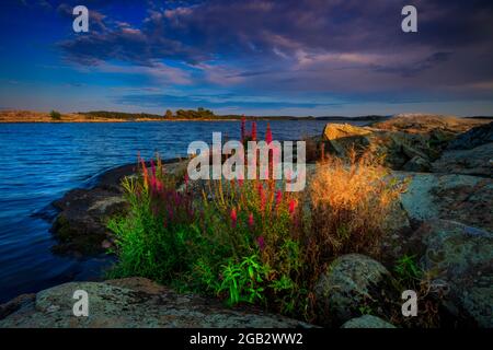 De belles fleurs pourpres, Lythrum salicaria, dans la lumière du soir au bord du lac Vansjø à Østfold, Norvège, Scandinavie. Banque D'Images